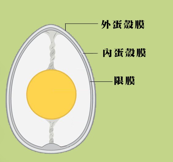 蛋殼膜的好處優點？