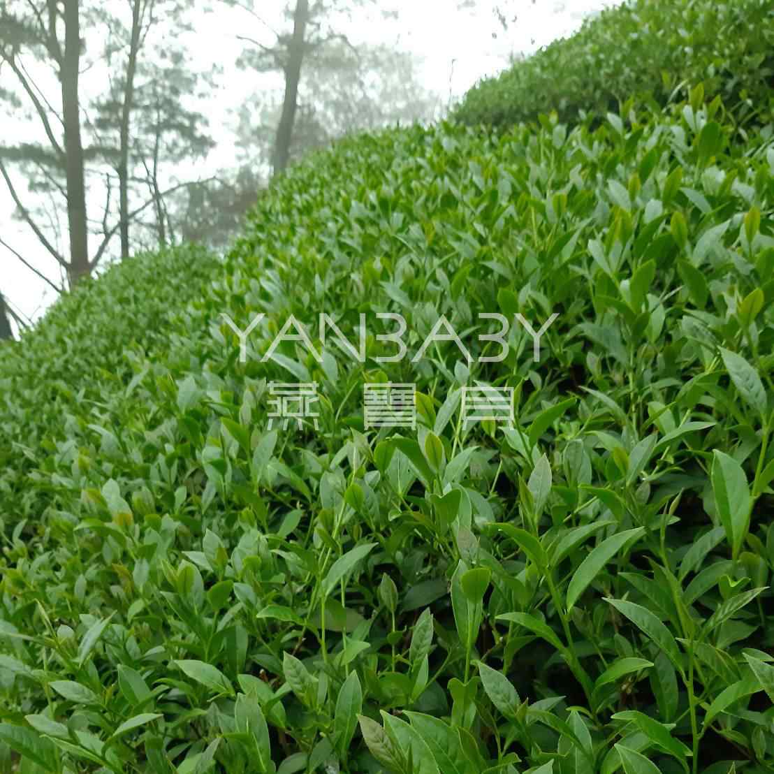 燕寶貝-翠峰高冷茶+礦物質濃縮液 禮盒組